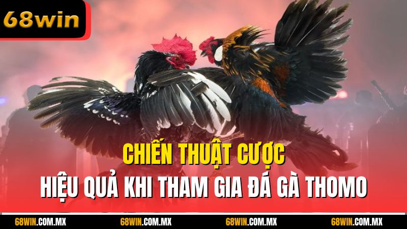 Chiến thuật cược hiệu quả khi tham gia đá gà Thomo