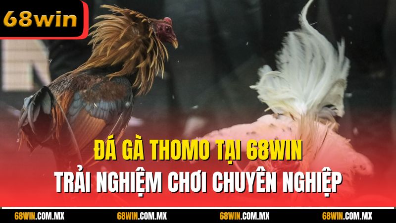 Đá Gà Thomo Tại 68win – Trải Nghiệm Chơi Chuyên Nghiệp
