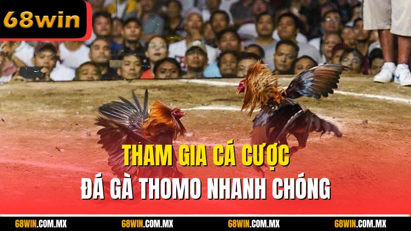 Tham gia cá cược đá gà Thomo nhanh chóng