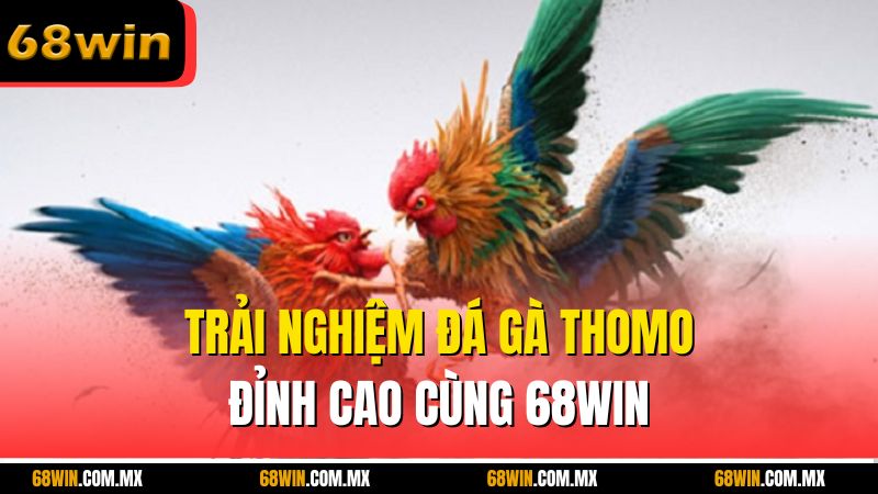 Trải nghiệm đá gà Thomo đỉnh cao cùng 68win