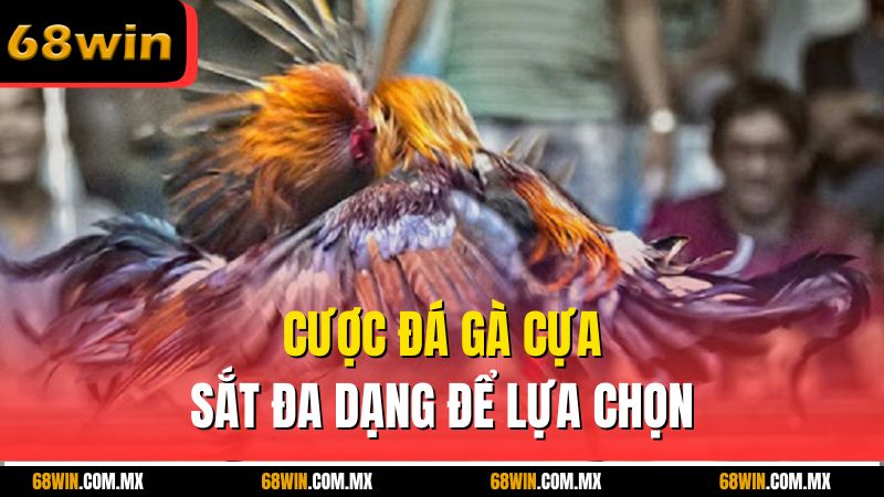 Cược đá gà cựa sắt đa dạng để lựa chọn