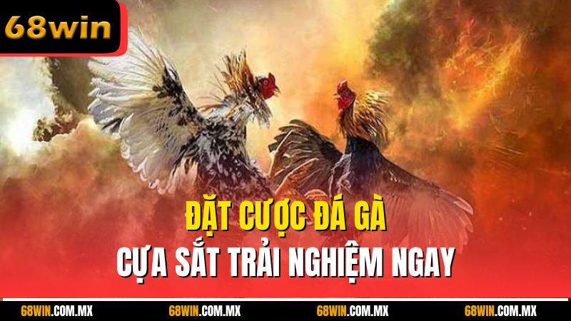 Đặt cược đá gà cựa sắt trải nghiệm ngay