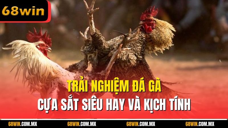 Trải nghiệm đá gà cựa sắt siêu hay và kịch tính