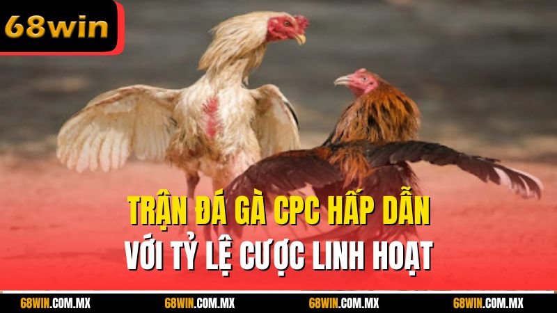 Trận đá gà CPC hấp dẫn với tỷ lệ cược linh hoạt